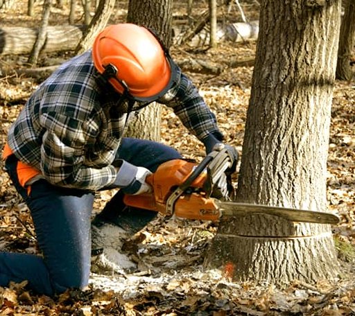 Tree Removal in Silver Creek, MS